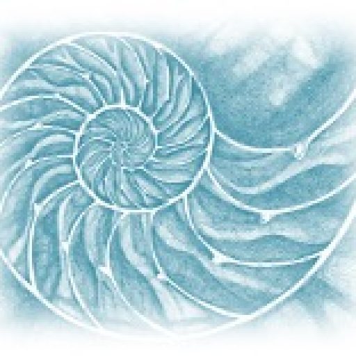Nautilus - die goldene Spirale