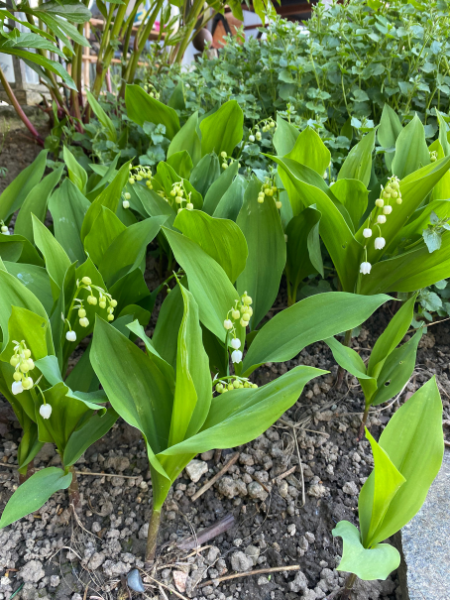 Maiglöckchen im April.