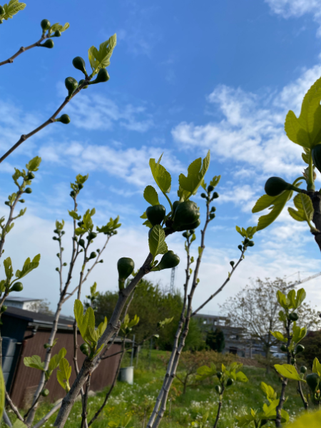 Der Feigenbaum trägt schon Kleie Früchte.