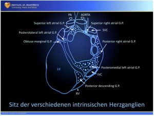 Das Nervensystem des Herzens