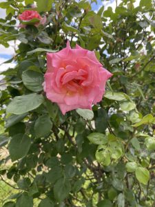 rosarote Rosenblüte
