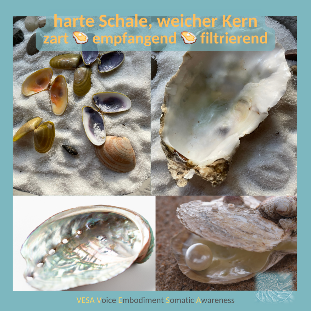 Muscheln - harte Schale, weicher Kern