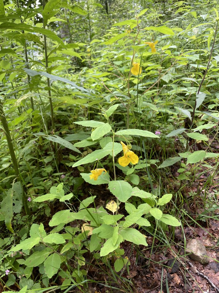 Großes Springkraut oder Rührmichnichtan