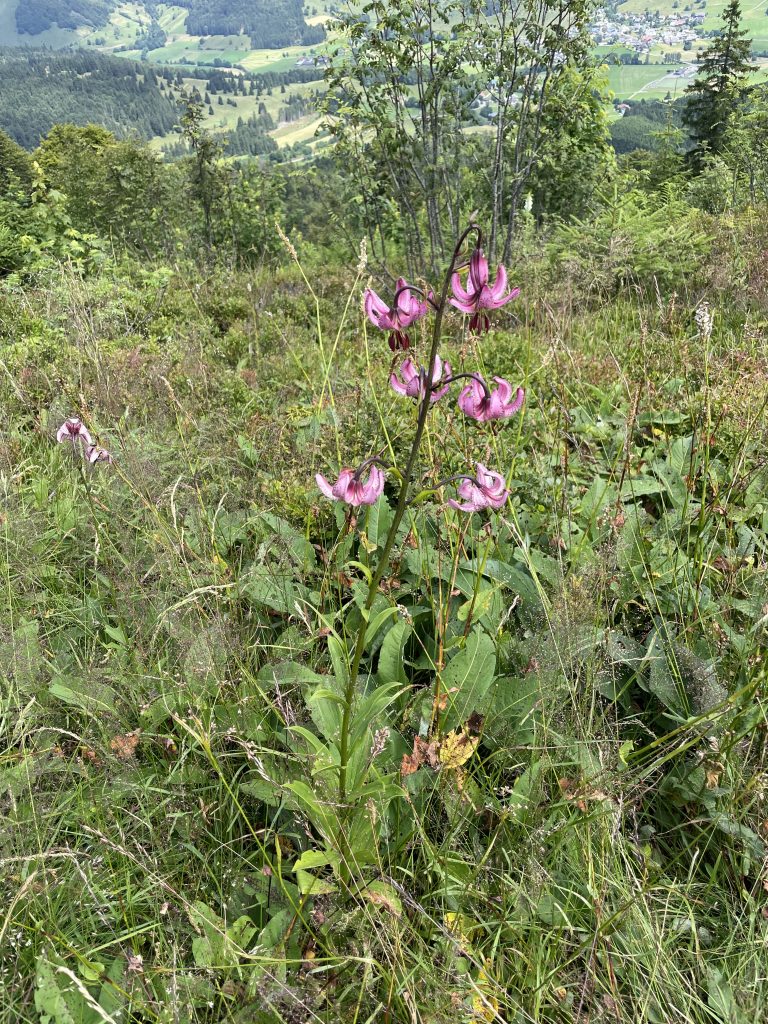 Türkenbundlilien mit weitem Blick